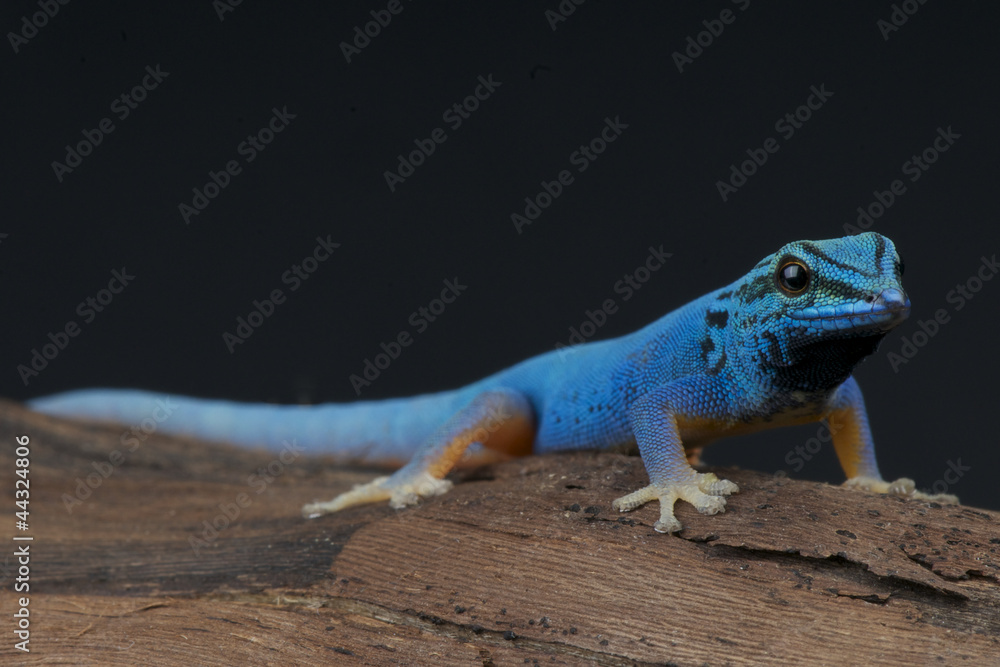 Electric blue gecko / Lygodactylus williamsi - obrazy, fototapety, plakaty 