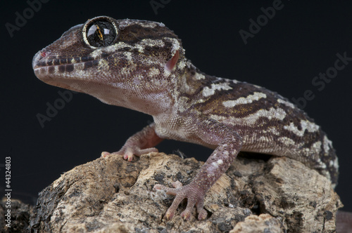 Ocelot gecko / Paroedura pictus