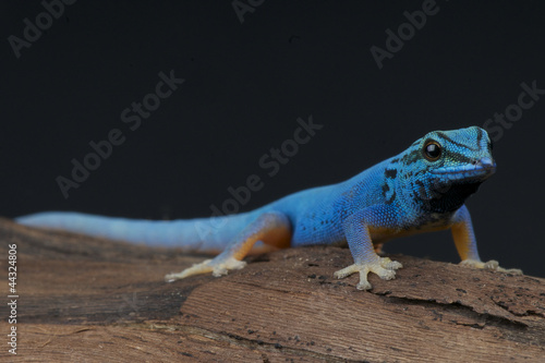 Electric blue gecko / Lygodactylus williamsi