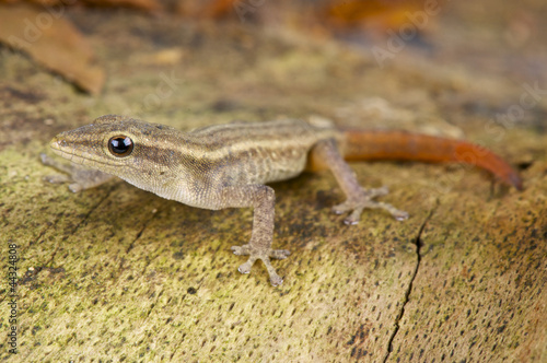 Red-tailed daygecko / Lygodactylus scheffleri