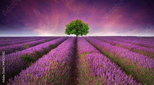 Vászonkép Stunning lavender field landscape Summer sunset with single tree