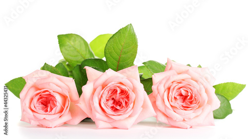 Pink roses isolated on white.