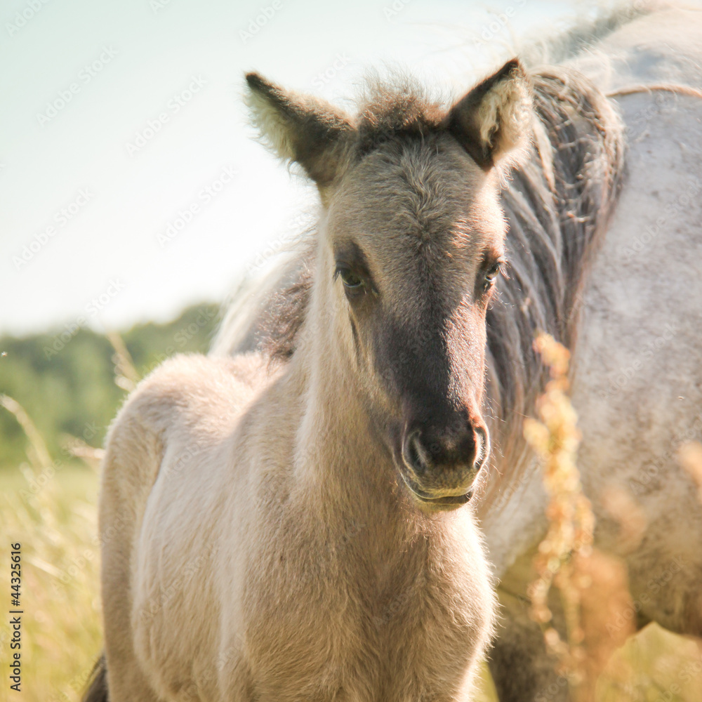 Fototapeta premium Niedliches Fohlen