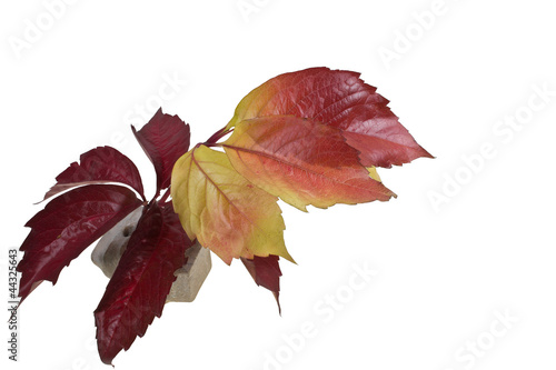 rote und rotgelbe Herbstblätter