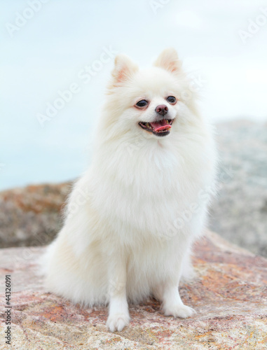 white pomeranian dog © leungchopan