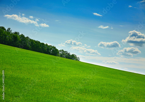 Green herb lanscape