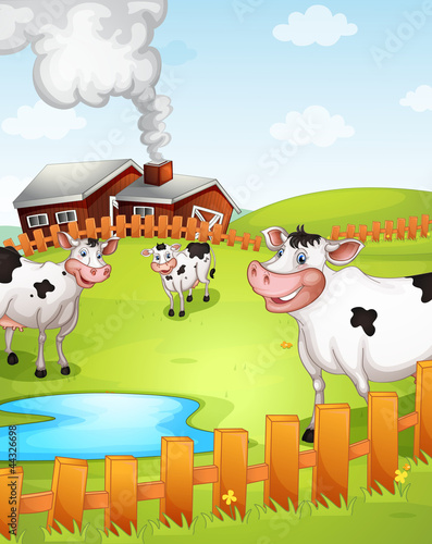 cows grazing in farm