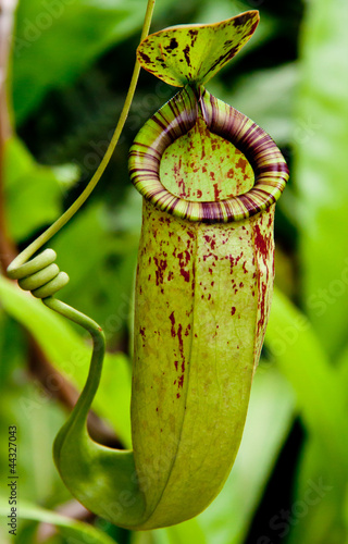 Nepenthes. photo