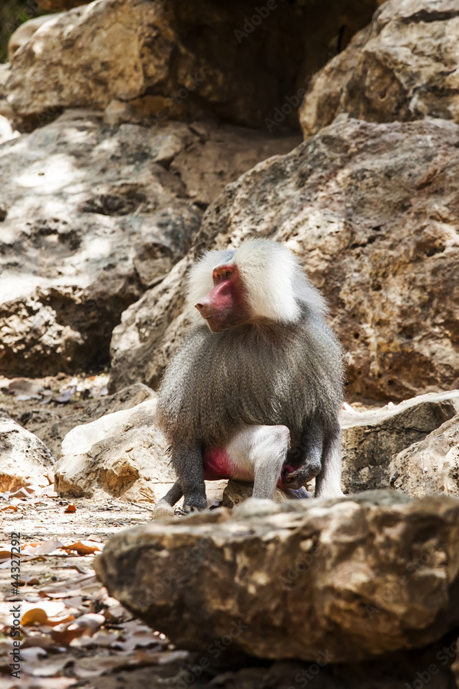 Naklejka premium hamadryas