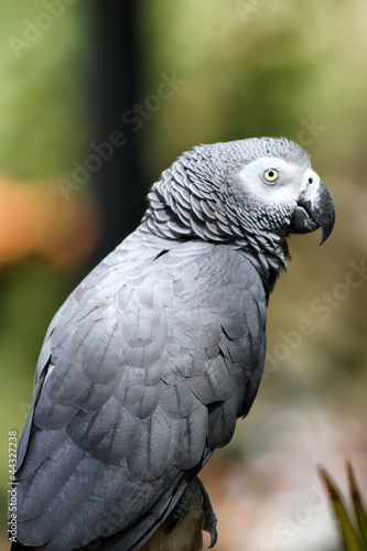 African gray parrot