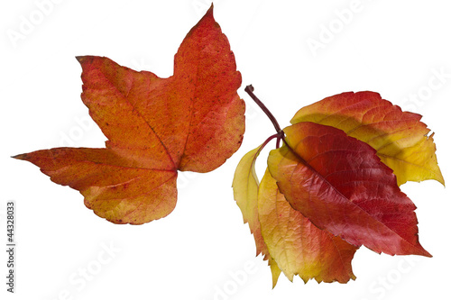 Freigestelltes einzelnes Blatt