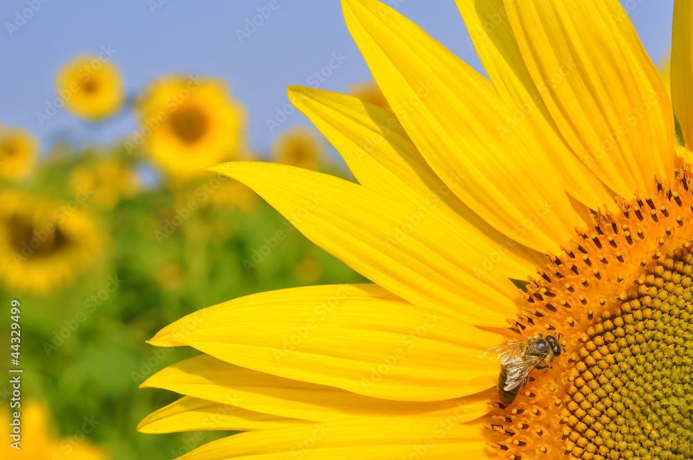 sunflower field sunflower field