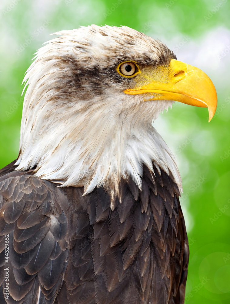 Obraz premium Bald Eagle - Haliaeetus leucocephalus