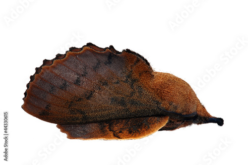 Lappet moth (Gastropacha quercifolia) male