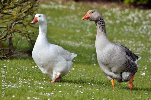 Geese walking on grass © Christian Musat