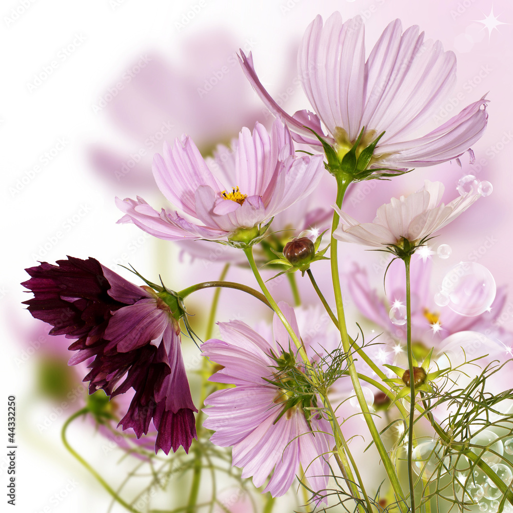Obraz Ozdobne kwiaty ogrodowe