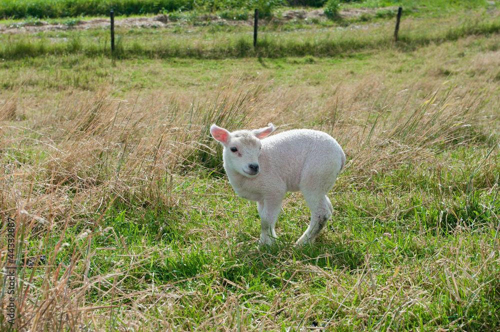 little lamb little lamb
