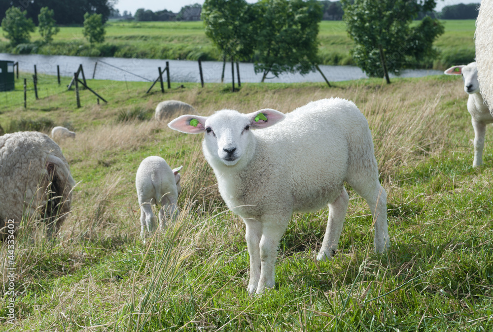 little lamb little lamb