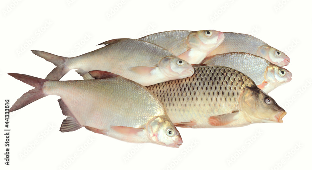 catch isolated catch isolated