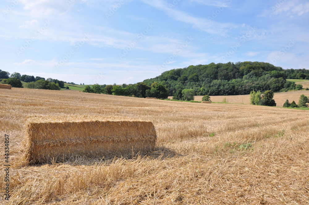 Fototapeta premium Moisson près de Lyons-la-Forêt (Eure)
