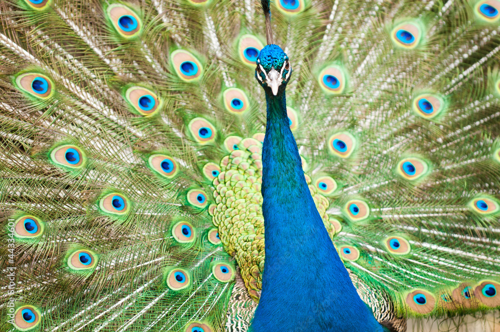 Obraz premium Peacock Portrait