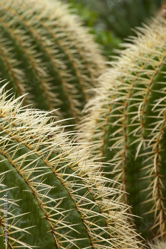 Detail of Golden Barrel Cactus  Echinocactus grusonii   at El Huerto del Cura Botanic Garden. Elche  Alicante  Costa Blanca  Spain  Europe.