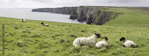 die stacks of duncansby in schottland photo