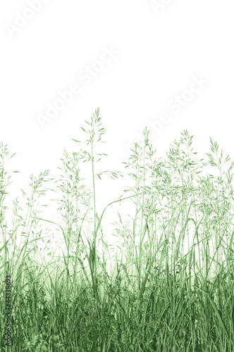 Abstract Meadow Grass Background Isolated