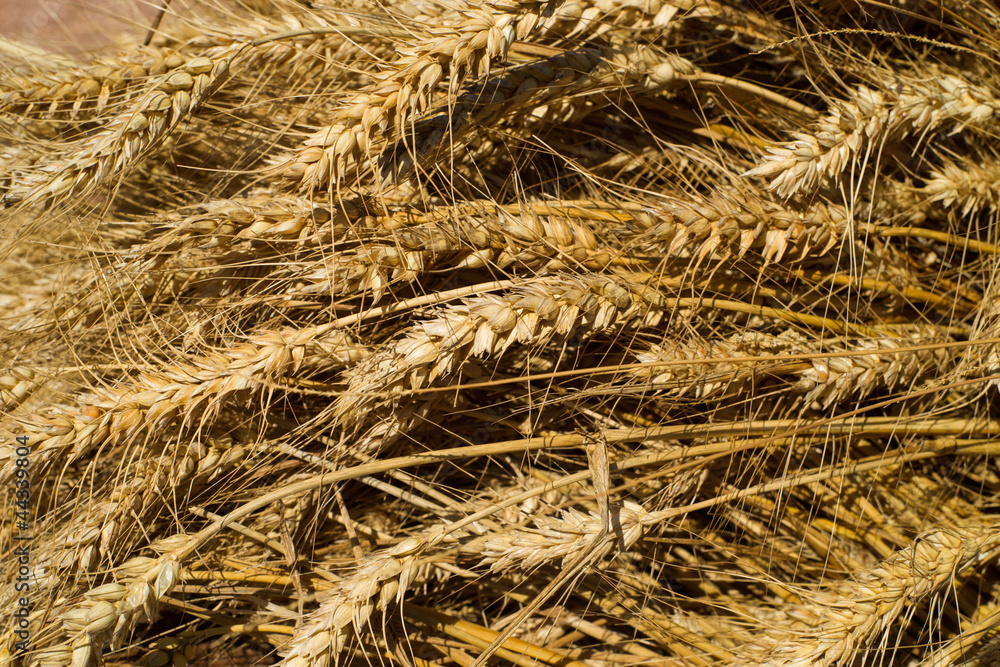 Ready wheat to make flour freshly harvested Ready wheat to make flour freshly harvested