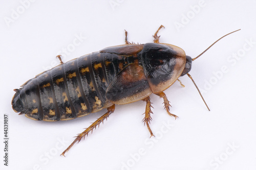 Cockroach / Blaptica dubia