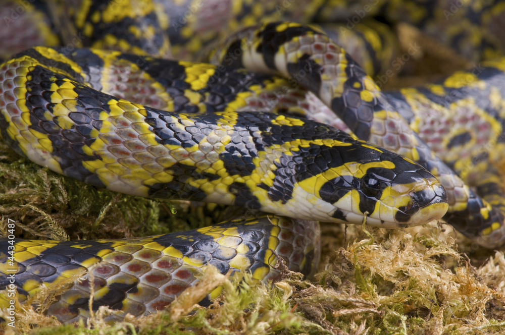 Mandarin ratsnake / Euprepiophis mandarinus Mandarin ratsnake / Euprepiophis mandarinus