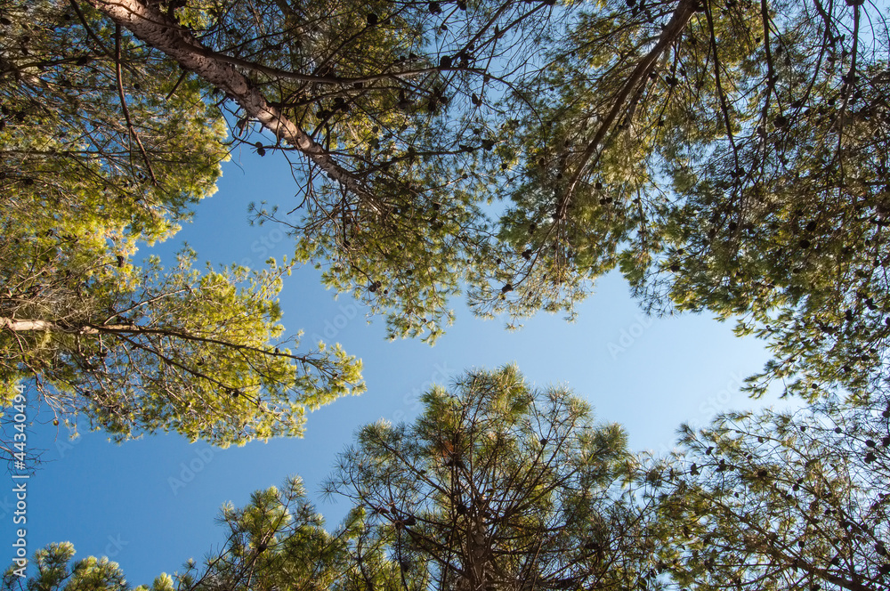 Fototapeta premium Pine forest tree