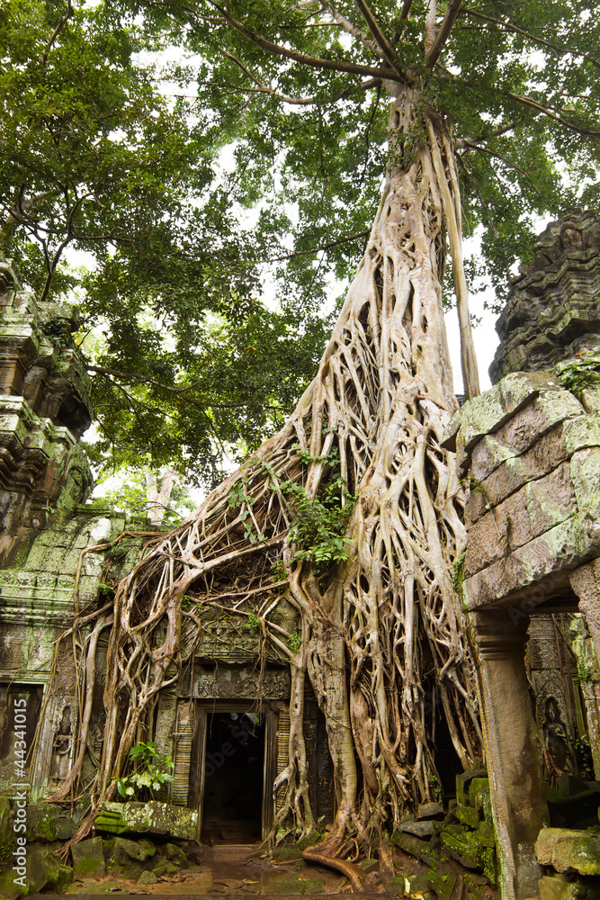 Wunschmotiv: Ancient Ta Prohm Temple, Cambodia #44341015