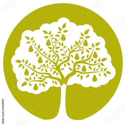 pear tree