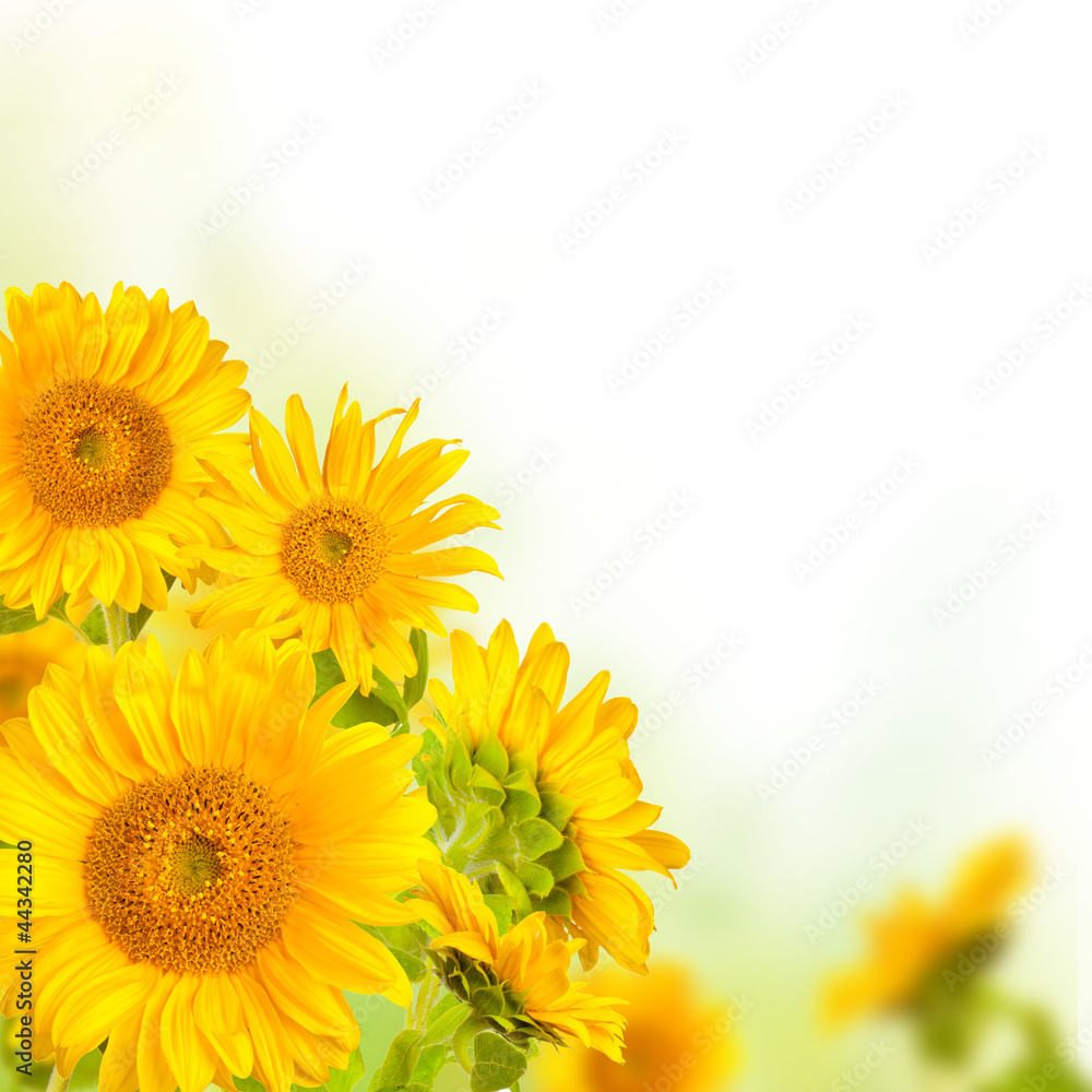 Obraz premium Sunflowers