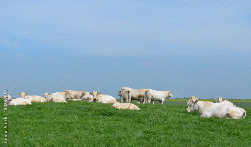 la sieste du troupeau de vaches la sieste du troupeau de vaches