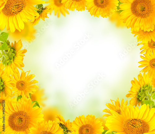 Fototapeta Naklejka Na Ścianę i Meble -  Sunflowers concept with free space for text