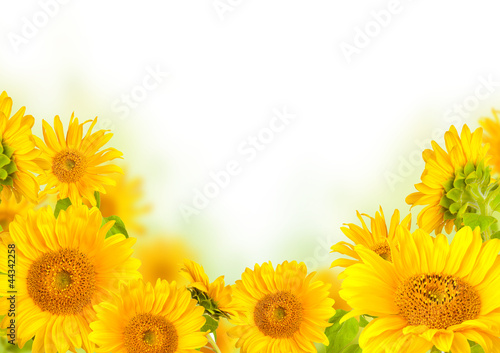 Fototapeta Naklejka Na Ścianę i Meble -  Sunflowers 