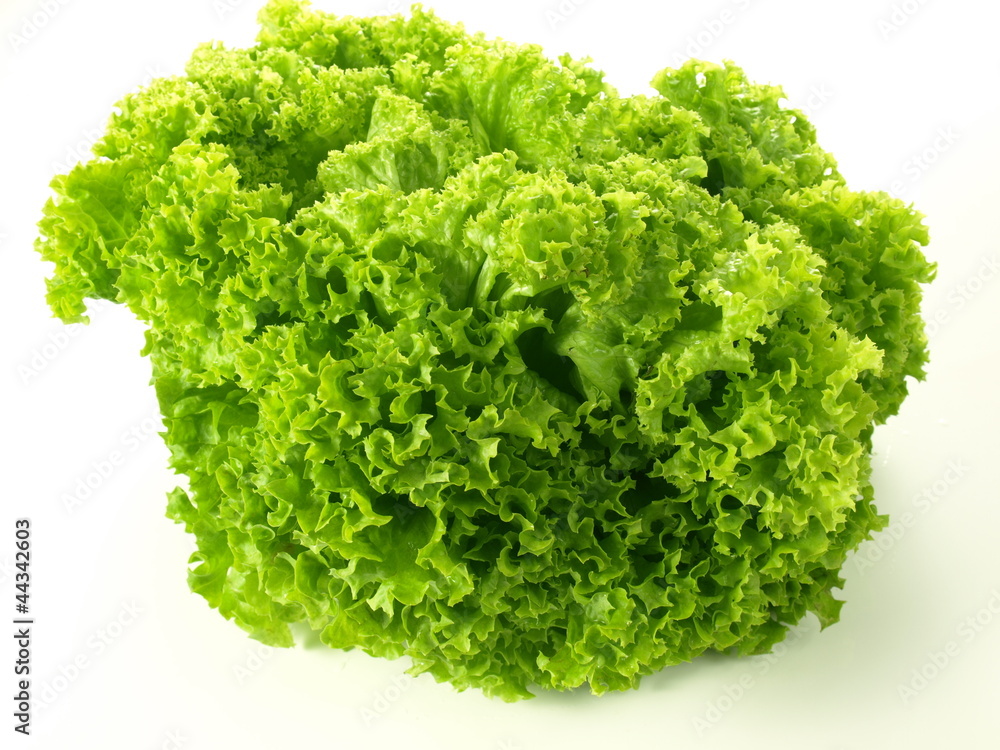 Head of green lettuce Head of green lettuce