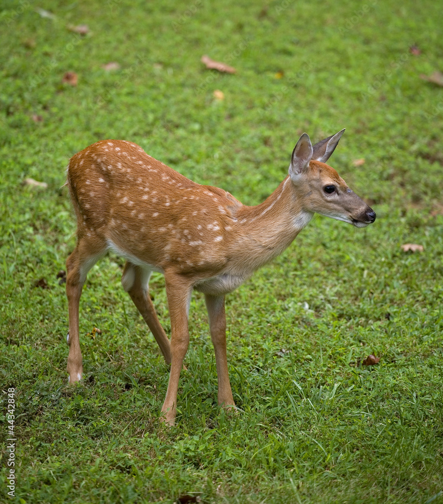 Staring fawn Staring fawn