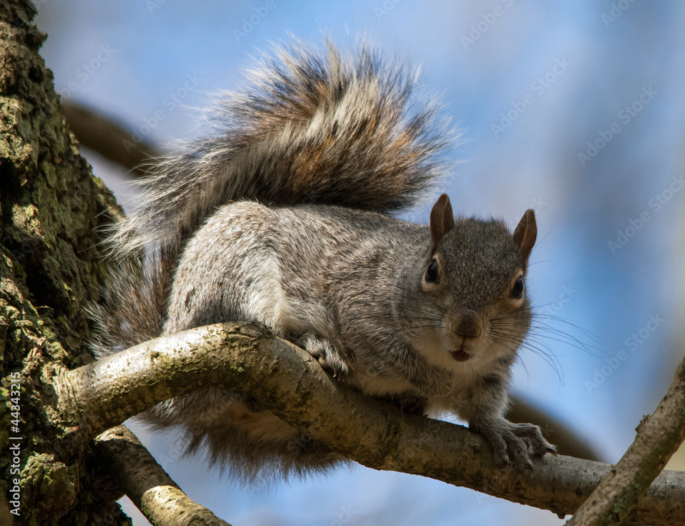 Obraz premium Squirrel on Branch