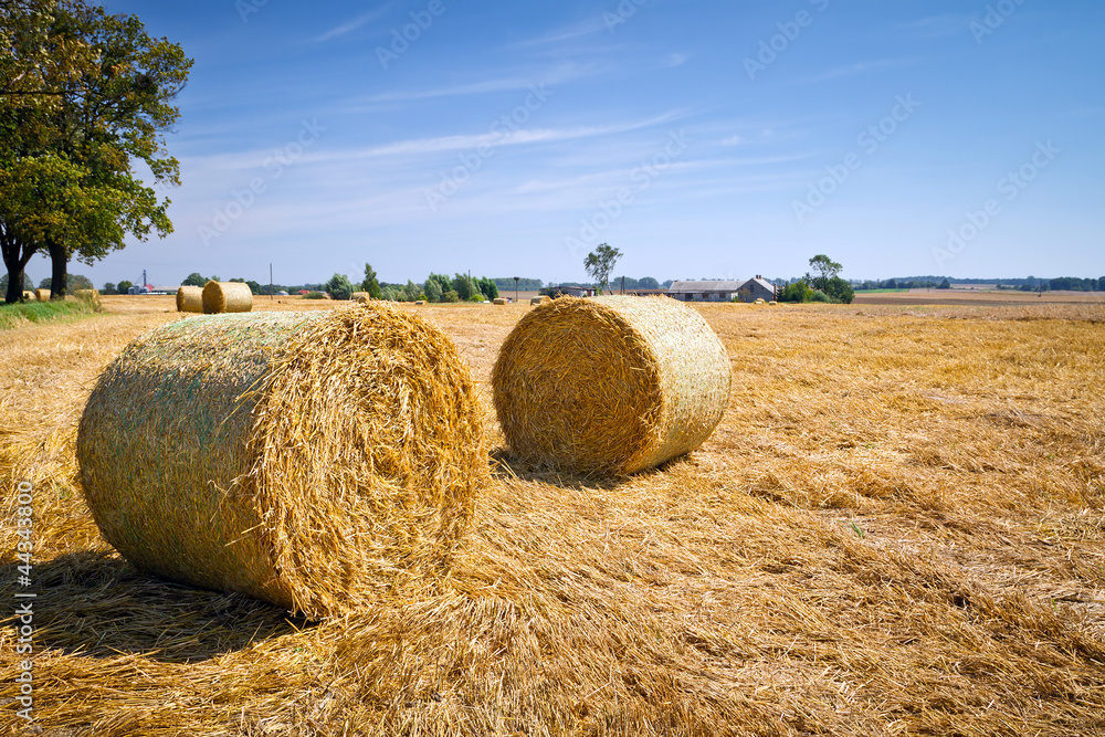 Hay bales on the field after harvest, Poland Hay bales on the field after harvest, Poland