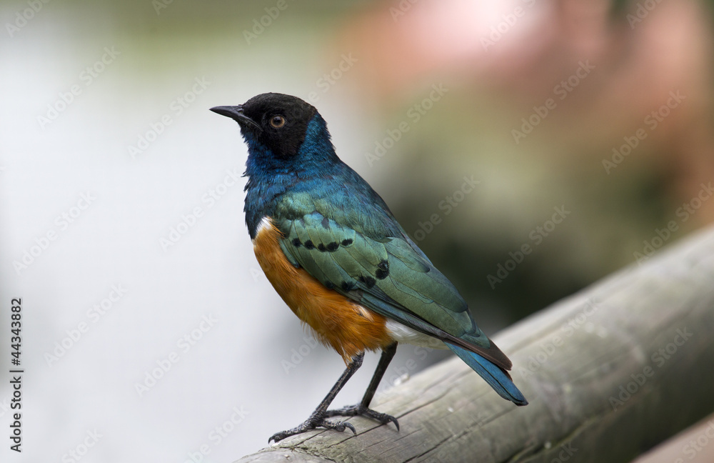 Fototapeta premium Mirlo metálico (ejemplar inmaduro)