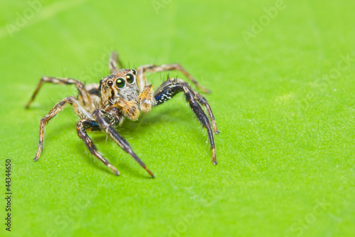Close up of jumper spider