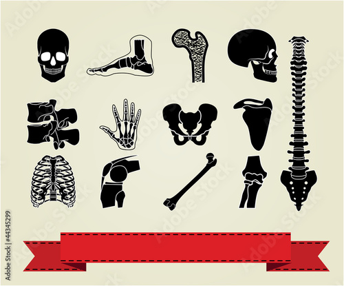 Anatomy icons set 2