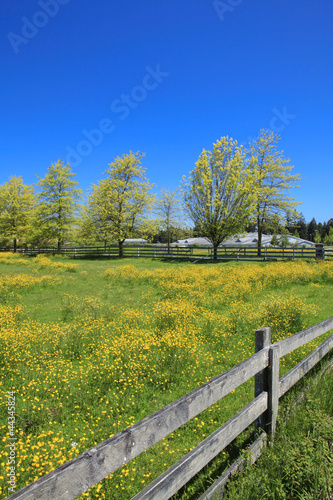 Summer village field with fence and blooming trees.