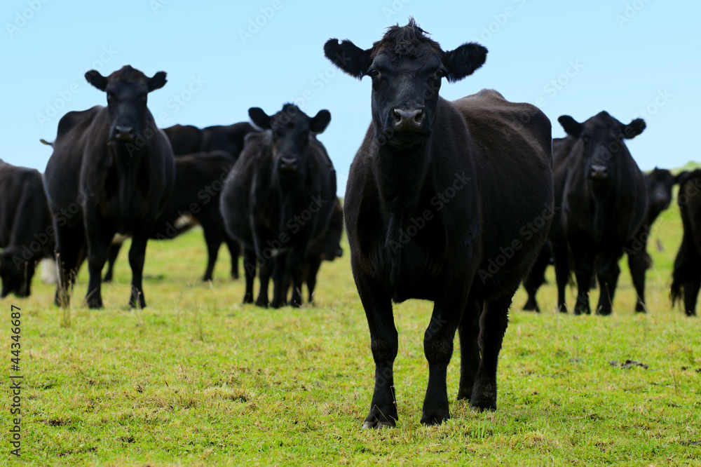 Steers Bulls in Beef Farm Steers Bulls in Beef Farm