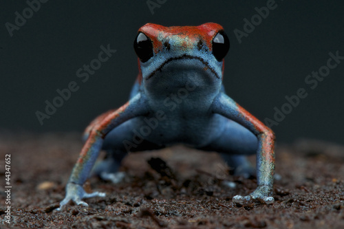 Dart frog / Oophaga sp