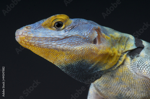 Blue rock lizard   Petrosaurus thalassinus