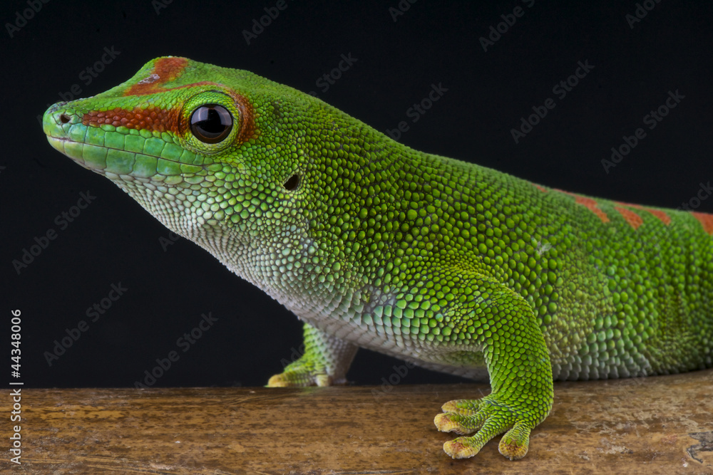 Obraz premium Giant day gecko / Phelsuma madagascariensis grandis